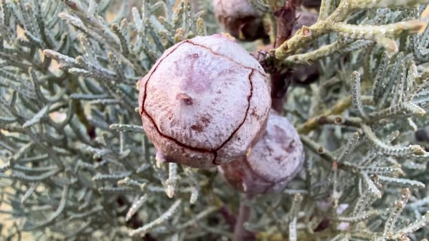 A closeup view of an intriguing growth on an evergreen plant, showcasing its natural textures and unique patterns