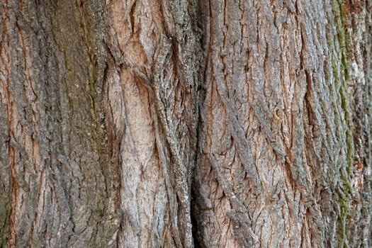Close up of oak tree bark with deep cracks as background