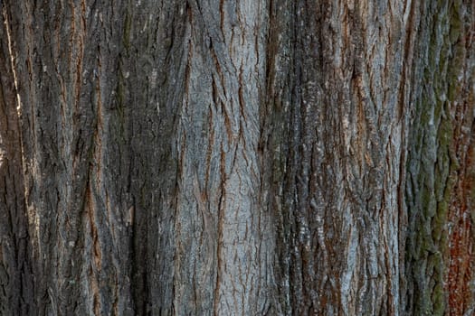 Close up of oak tree bark with deep cracks as background