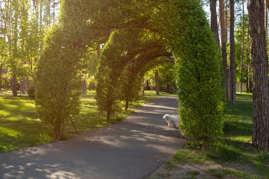 Tranquil path in the park, greenery arch and small white dog. Perfect for nature, tranquility and outdoor relaxation concept, suitable for background or scenic travel themes.