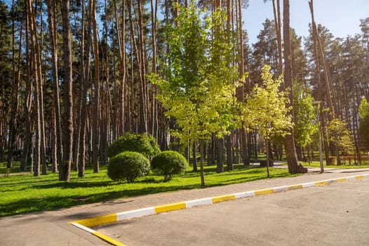 Parking lot in front of the city park. Tall pine trunks, trimmed bushes, green lawn, young trees. A place for rest and walks.