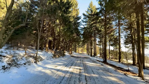 A peaceful, beautiful snowy pathway woven gracefully through tall evergreen trees, all under a clear winter sky
