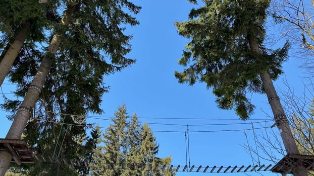 A breathtakingly scenic view of a suspended bridge elegantly connecting two towering trees beneath a bright blue sky