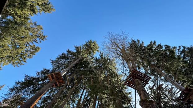 Experience the breathtaking view of tall pine trees gracefully reaching for the clear and bright blue sky