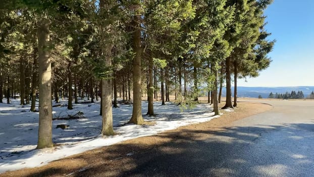 A serene winter landscape showcasing a beautiful, snowcovered ground alongside tall, majestic pine trees