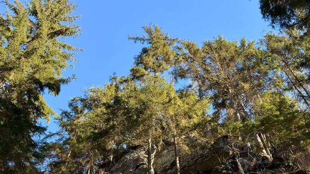 A serene view of lush green trees against a bright blue sky, showcasing natures beauty and splendor