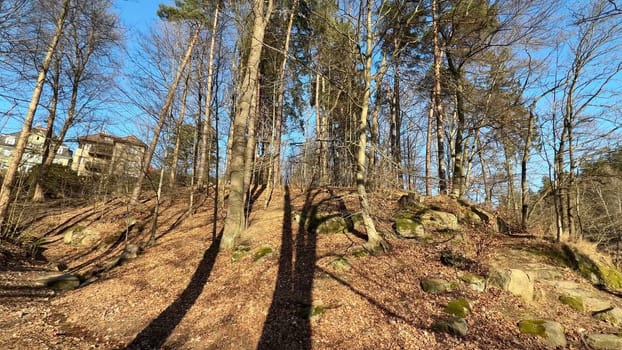 A captivating forest landscape with majestic trees, clear skies, and stunning natural beauty all around