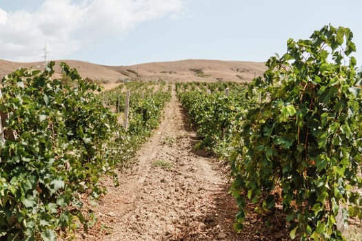 A vineyard landscape extends towards dry sun-baked hills under a hazy sky, showcasing rows of grapevines planted in brown soil, representing agriculture, winemaking, nature, and farmland