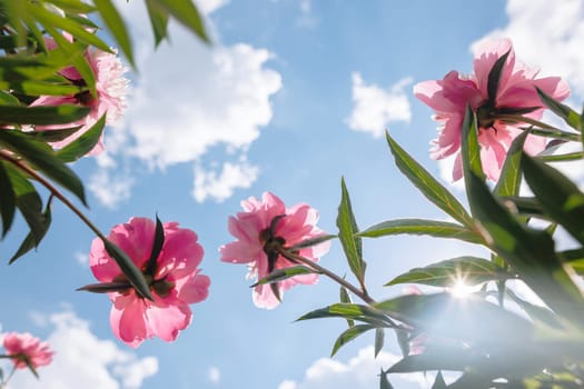 Pink peony flowers blooming against blue sky with sunshine and clouds, symbolizing freshness, nature, and summer joy.