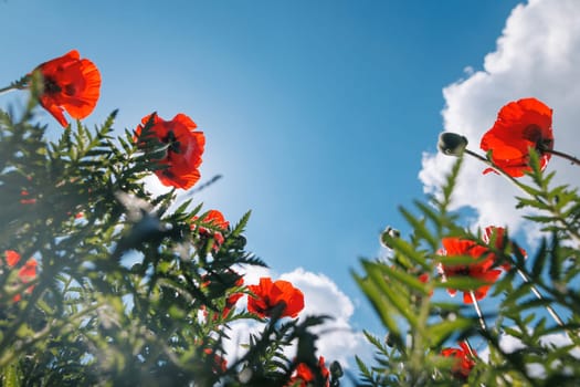 Vibrant red poppies blooming against blue sky with sunlight and clouds, capturing beauty of summer nature and wildflowers.