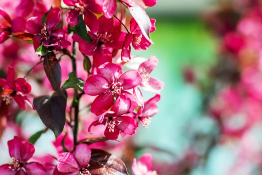 This image presents a beautiful closeup view of vibrant pink flowers delicately blooming on a tree branch, showcasing their intricate details