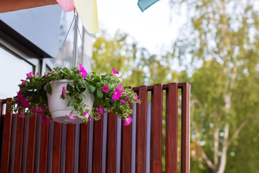 Two beautiful potted flowers are elegantly hanging down from a lovely wooden fence that adds charm to the surroundings