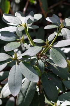 A detailed closeup image featuring a beautiful plant that has an abundance of lush green leaves, showcasing its natural beauty