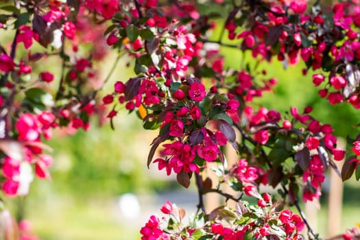 A detailed close up of a beautifully blooming tree adorned with vibrant pink flowers and lush green leaves surrounding its branches