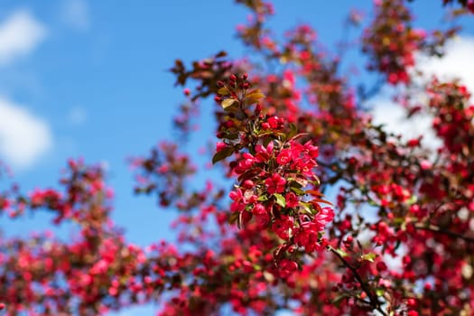 Beneath a vibrant blue sky, a magnificent tree showcases its stunning red flowers, creating a beautiful contrast with the background