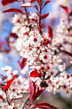 This image features a closeup view of a vibrant cherry blossom tree showcasing striking red leaves and beautiful white flowers blooming on it