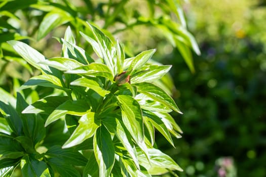 This is a closeup view of a plant that features a lot of vibrant and lush green leaves, creating a beautiful and thriving natural display