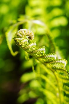 A highly detailed close up of a vibrant green fern leaf featuring a small bug perched on its surface, showcasing the beauty of nature
