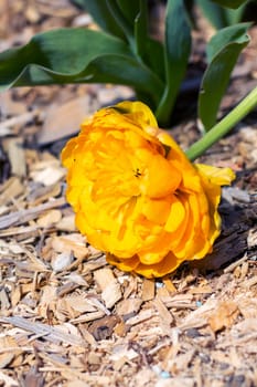A bright yellow flower is gently laying on the ground, resting gracefully in the soft, rich dirt beneath it