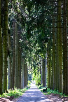 A beautiful, winding path situated in the middle of a lush forest filled with a multitude of tall trees and greenery all around