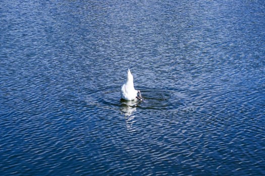 A graceful swan is gliding smoothly across a vast and expansive body of water, creating gentle ripples in the surface beneath it