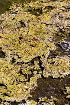 Here is a detailed closeup view of a swamp that is significantly covered with various types of algae and a multitude of leaves