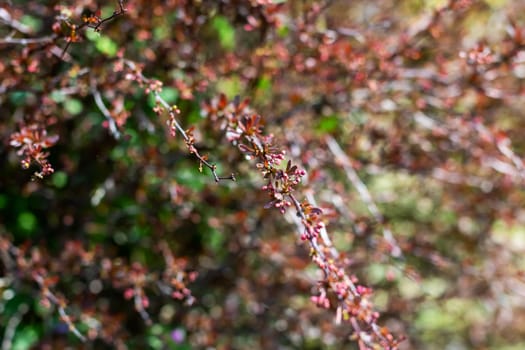 This is a detailed and closeup image featuring a tree branch adorned with beautiful flowers blossoming upon it, captivating natures charm