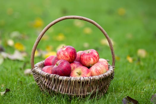 fresh apples in a basket in a garden