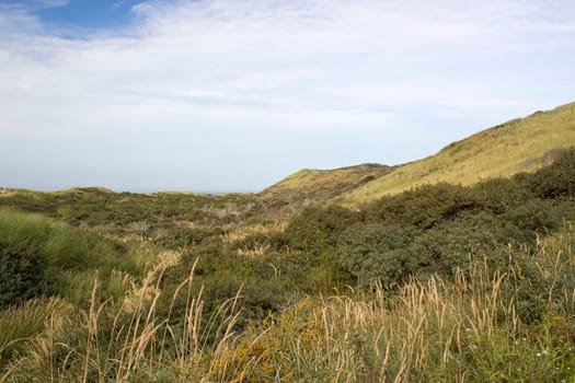 the dunes landscape in Haamstede, Zeeland in the Netherlands