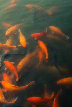 Many beautiful koi carp fishes swimming at the top of the rippled water, in a moody, artistic scene. Real photograph, shot in Beihai Park, Beijing, Chin