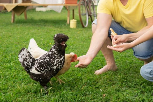 Man and a woman feeding chickens on a farm. A couple in yard on a summer day spending time together. Bird and human interaction outdoors