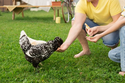 Man and a woman feeding chickens on a farm. A couple in yard on a summer day spending time together. Bird and human interaction outdoors