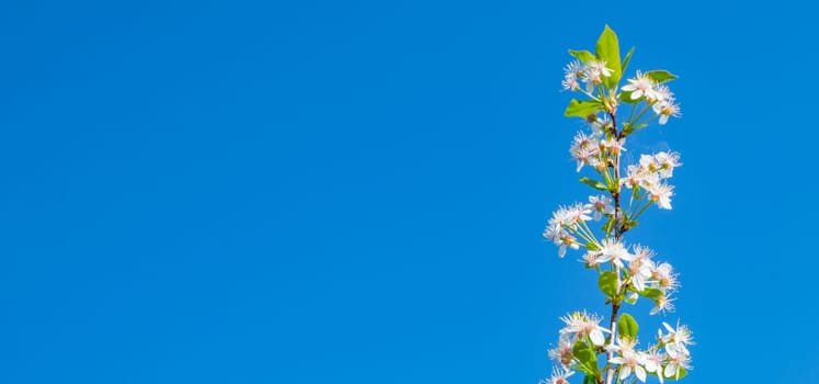 Banner with copy space on the left, a single cherry blossom branch against a blue sky background.