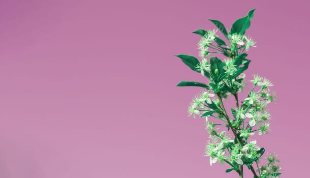 Banner with copy space on the left, one cherry blossom branch on a pink background.