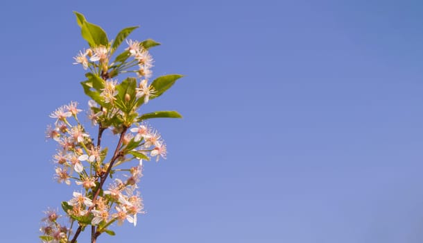 Banner with copy space to the right, a single cherry blossom branch against a blue sky background.