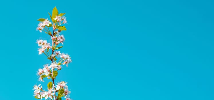 Banner with copy space to the right, a single cherry blossom branch against a blue sky background.