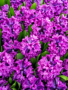 A colorful display of purple hyacinth flowers in full bloom, showcasing lush petals and fresh green leaves.
