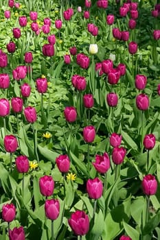 A field of vibrant pink tulips in full bloom surrounded by lush green foliage on a sunny day. Beauty and freshness of springtime nature.
