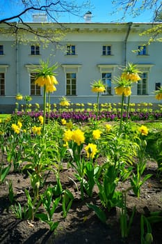 Saint Petersburg, Russia - 05.18.24.Yellow flowers bloom vibrantly in a well-maintained garden in front of a grand building. Shot on a smartphone.