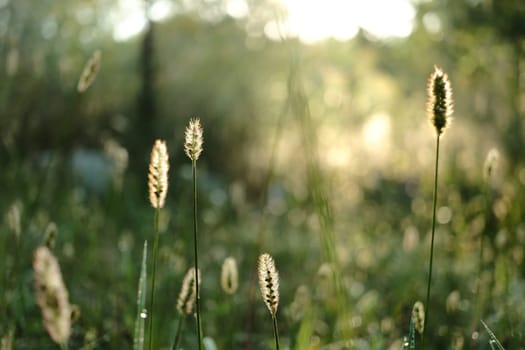 Sunlit Grass Blades Glowing in Morning Light with Bokeh Background in a Natural Setting