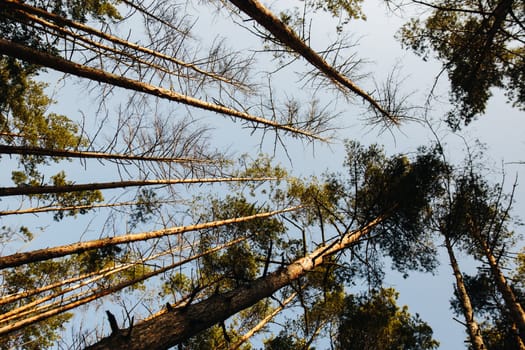 Tall Pine Trees Reaching Towards A Clear Sky in A Peaceful Forest Setting