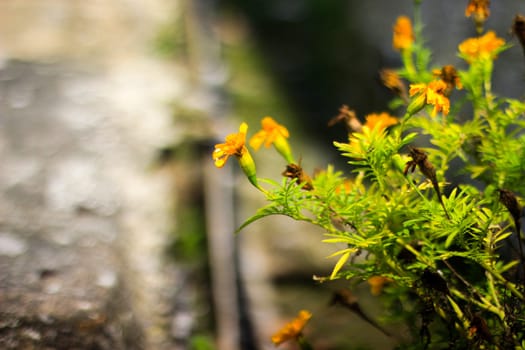 Yellow Wildflowers Blooming Alongside a Rustic Pathway in Warm Natural Light