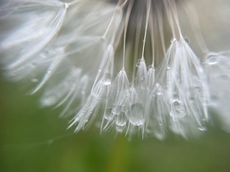 Close-up of vibrant green plant leaves covered with raindrops after a fresh rainfall. Natural texture, moisture, and lush foliage create a serene atmosphere.