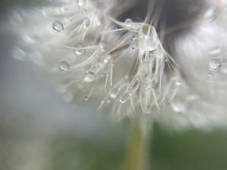 Close-up of vibrant green plant leaves covered with raindrops after a fresh rainfall. Natural texture, moisture, and lush foliage create a serene atmosphere.