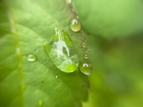 Close-up of vibrant green plant leaves covered with raindrops after a fresh rainfall. Natural texture, moisture, and lush foliage create a serene atmosphere.