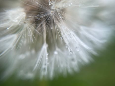 Close-up of vibrant green plant leaves covered with raindrops after a fresh rainfall. Natural texture, moisture, and lush foliage create a serene atmosphere.