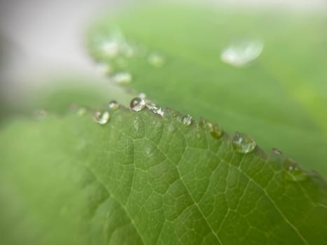 Close-up of vibrant green plant leaves covered with raindrops after a fresh rainfall. Natural texture, moisture, and lush foliage create a serene atmosphere.