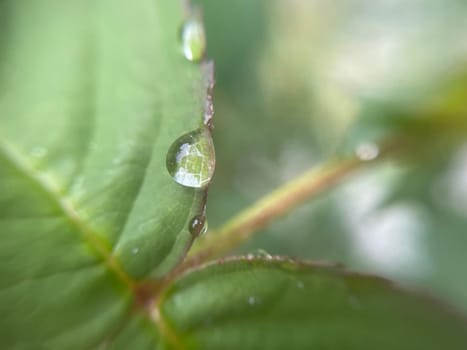 Close-up of vibrant green plant leaves covered with raindrops after a fresh rainfall. Natural texture, moisture, and lush foliage create a serene atmosphere.