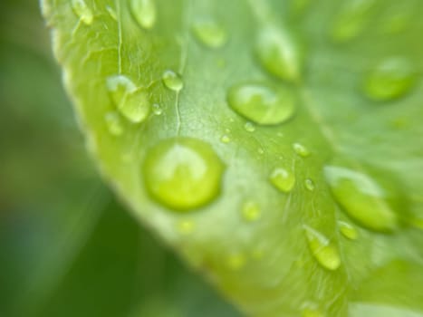 Close-up of vibrant green plant leaves covered with raindrops after a fresh rainfall. Natural texture, moisture, and lush foliage create a serene atmosphere.