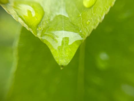 Close-up of vibrant green plant leaves covered with raindrops after a fresh rainfall. Natural texture, moisture, and lush foliage create a serene atmosphere.